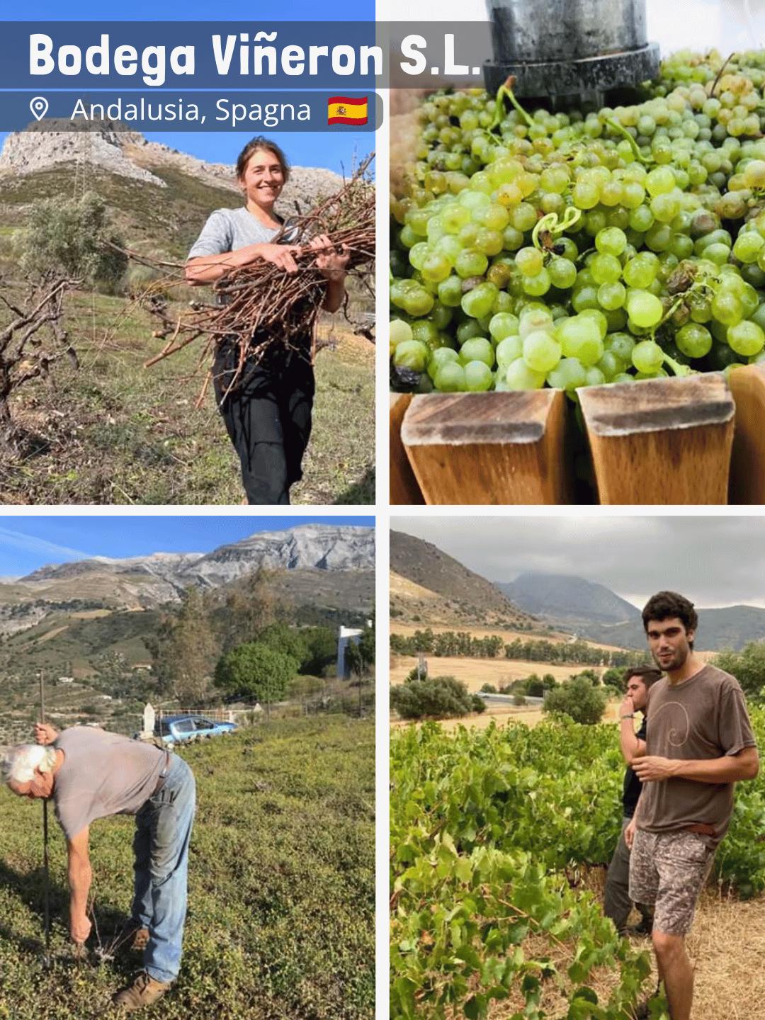 Bodega Vineron S.L.